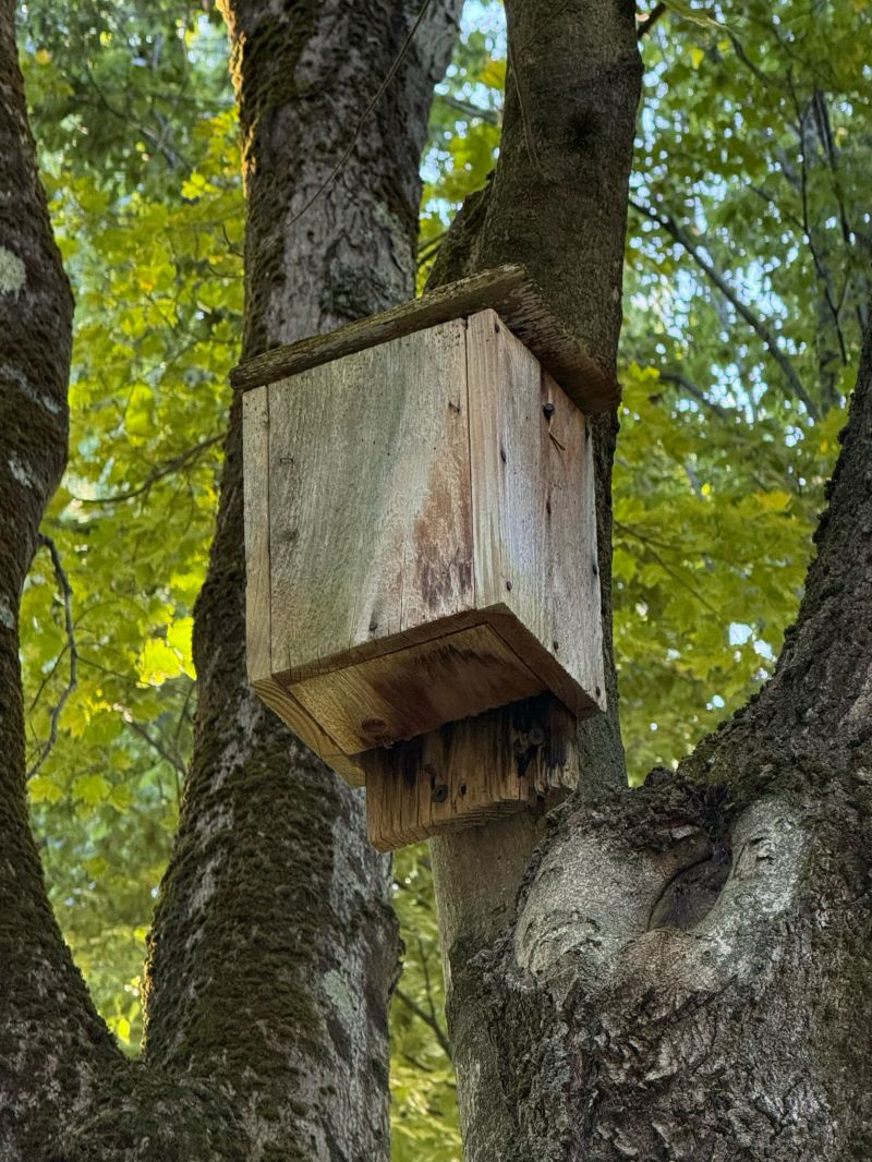 A wooden bat house hanging on a tree