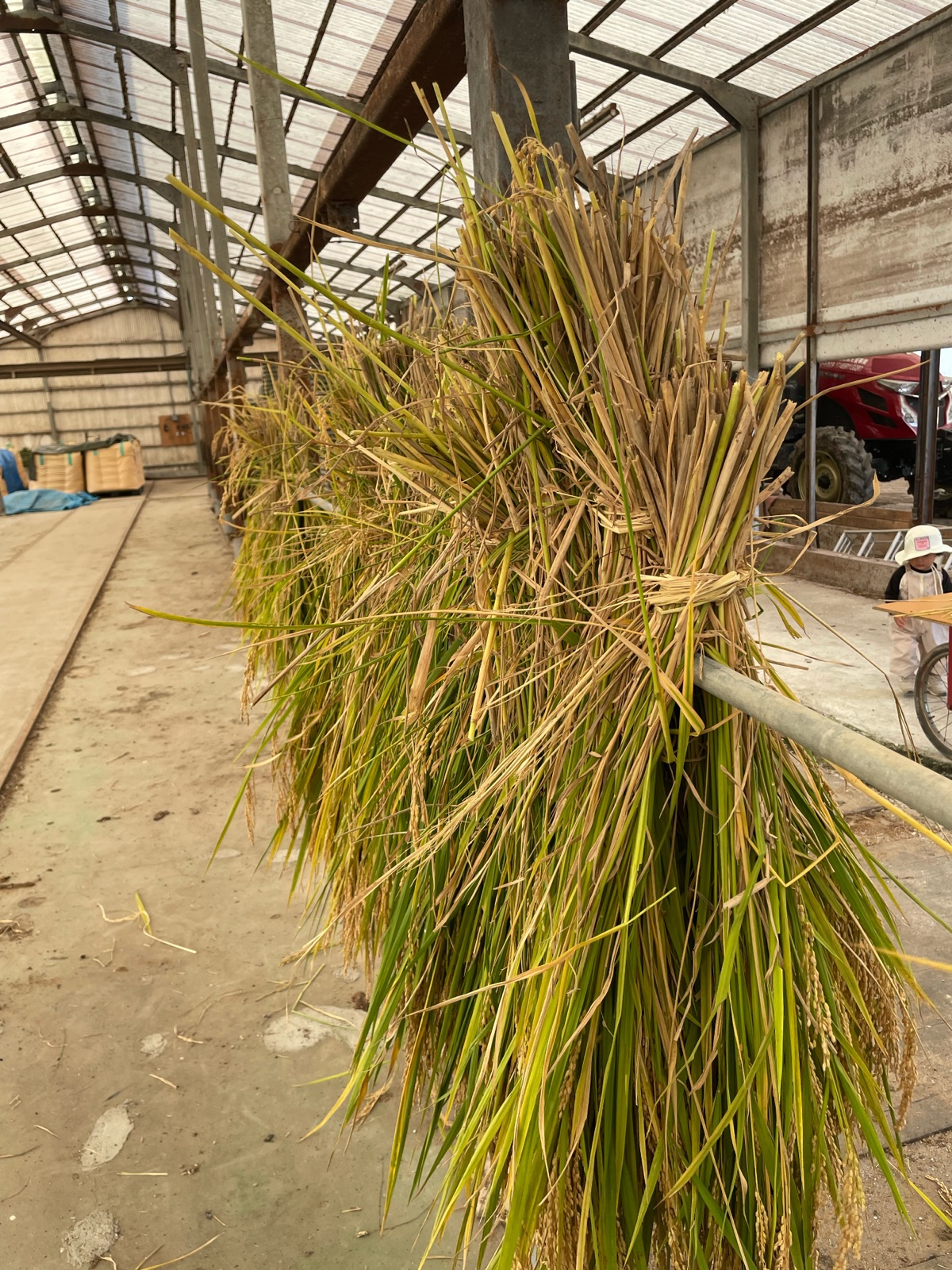 Bundles of freshly cut rice stalks tied and hung over a metal pole to dry inside a farm shed.