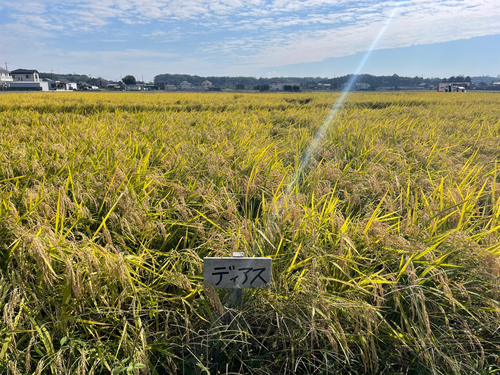 A golden rice field ready for harvest, with a small wooden sign reading ディアス (Dias) in the foreground and houses along the horizon.