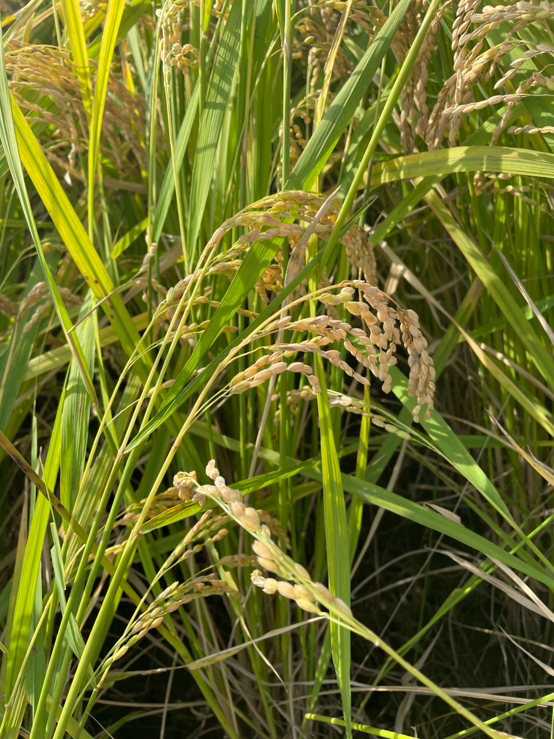 A close-up of ripe rice grains hanging from green stalks.