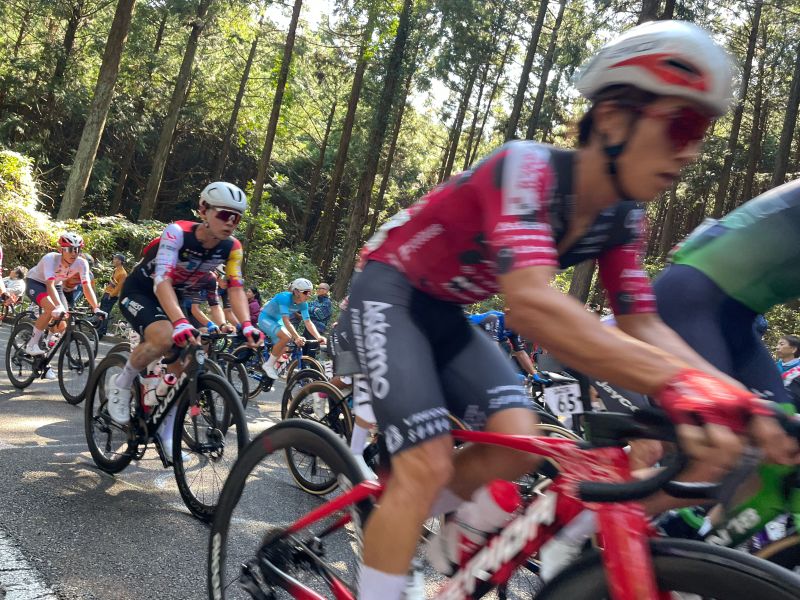 Japan Cup riders climbing a sunlit road through a cedar forest, a rider in a red and black kit in the foreground with the pack close behind.